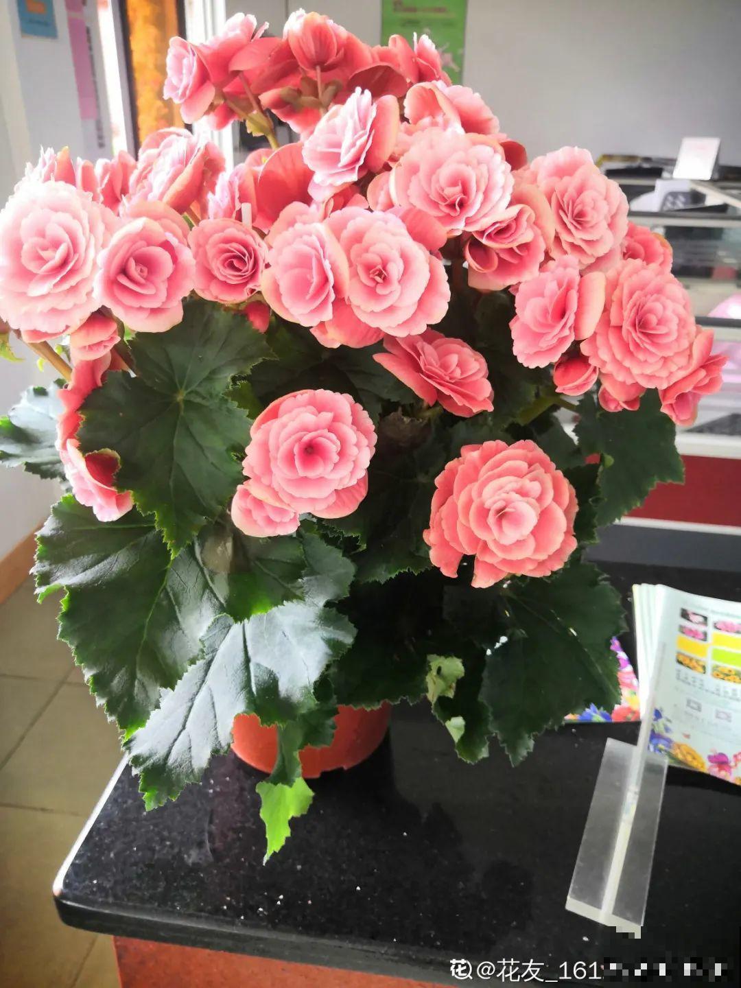 8种花，年年买，年年养死，今年可别当冤大头