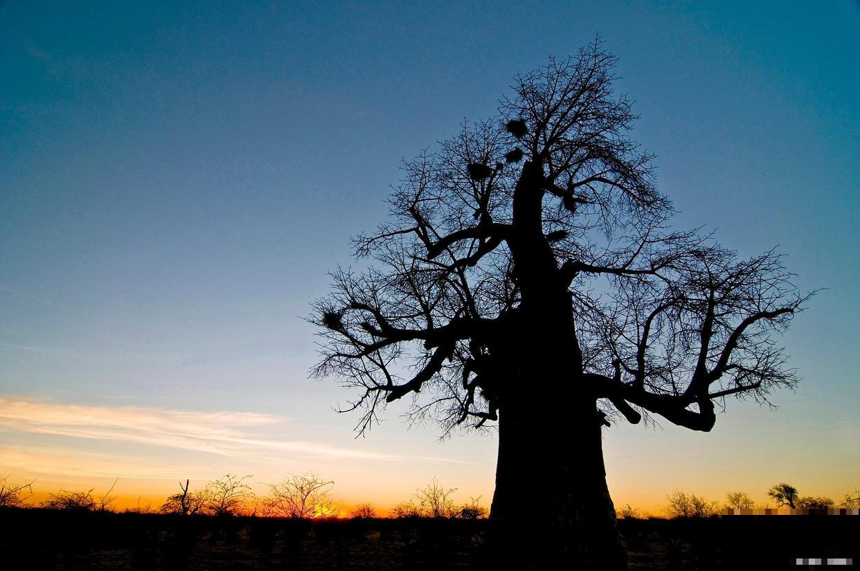 面包树的原产地在哪