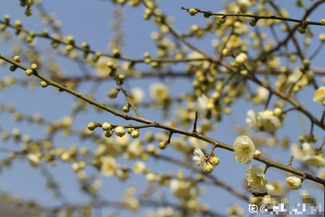 八种花养成老桩,有镇宅旺家好兆头,生机满满 八种花养成老桩,有镇宅旺家好兆头,生机满满