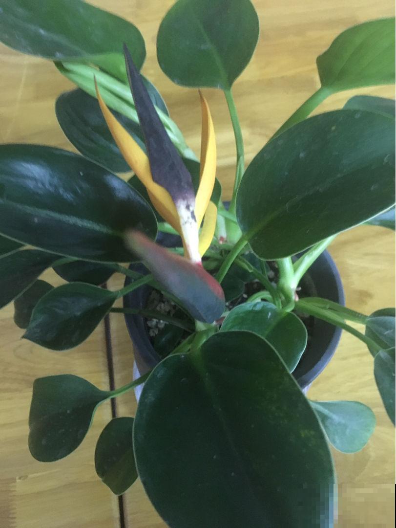 15种“阴性”花，家里没光适合养，光太强反而长不好