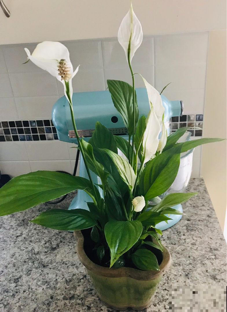 9种花，最适合送人，秋天送不要太合适