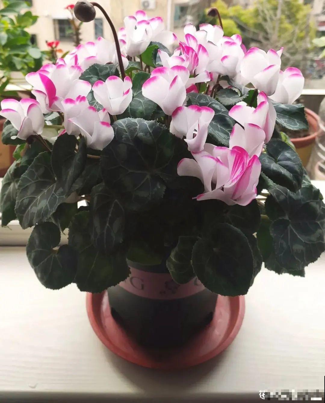 10种花，冬天别喷水，越喷越烂叶，变成光杆特丑