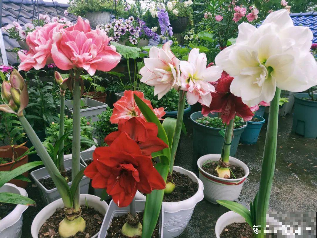 20种花，现在养正是开花好时候，再晚就过季了