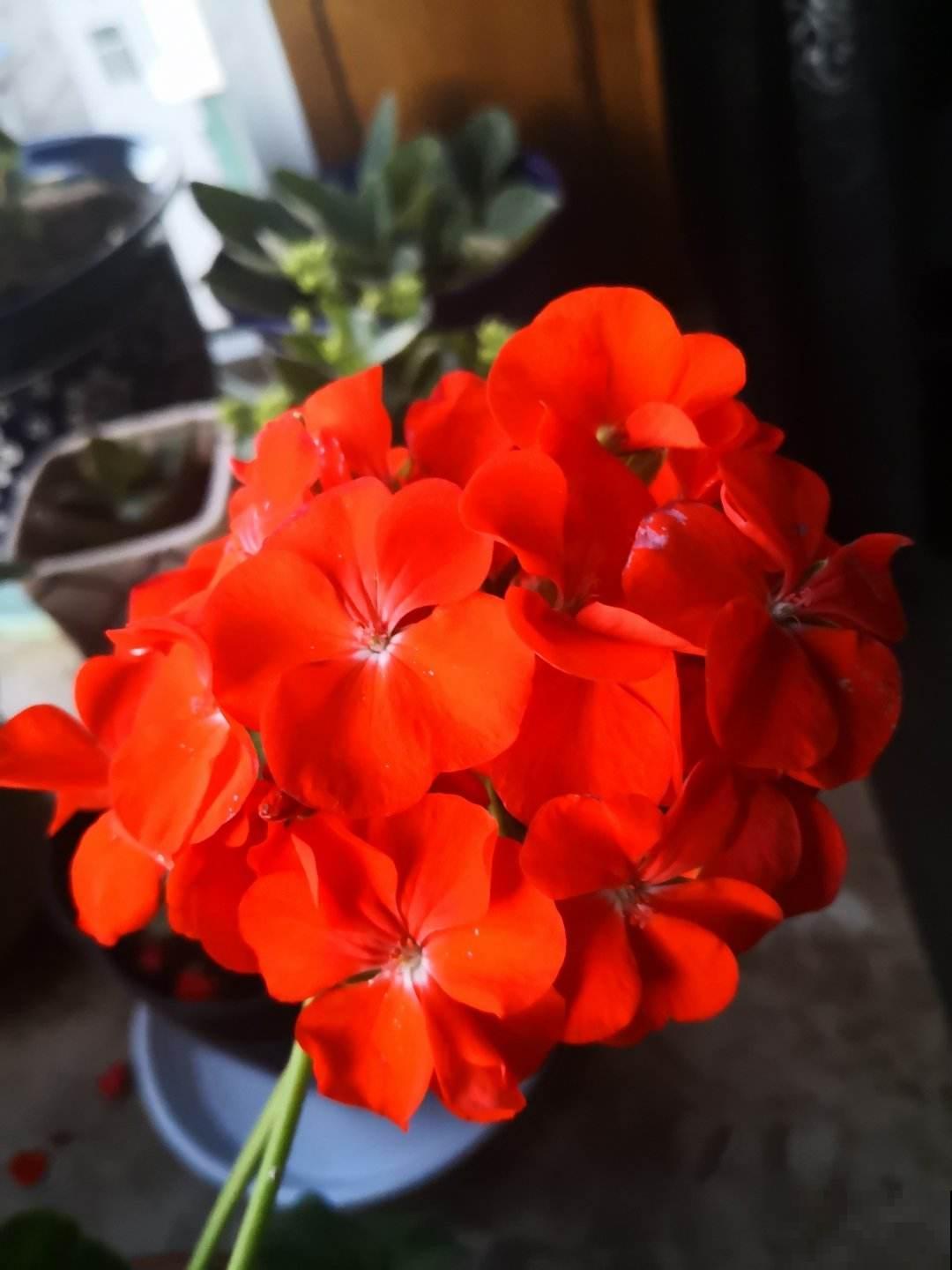 这6种花冬天别喷水,千万要管住手,黄叶黑斑远才能离它 这6种花冬天别喷水,千万要管住手,黄叶黑斑远才能离它