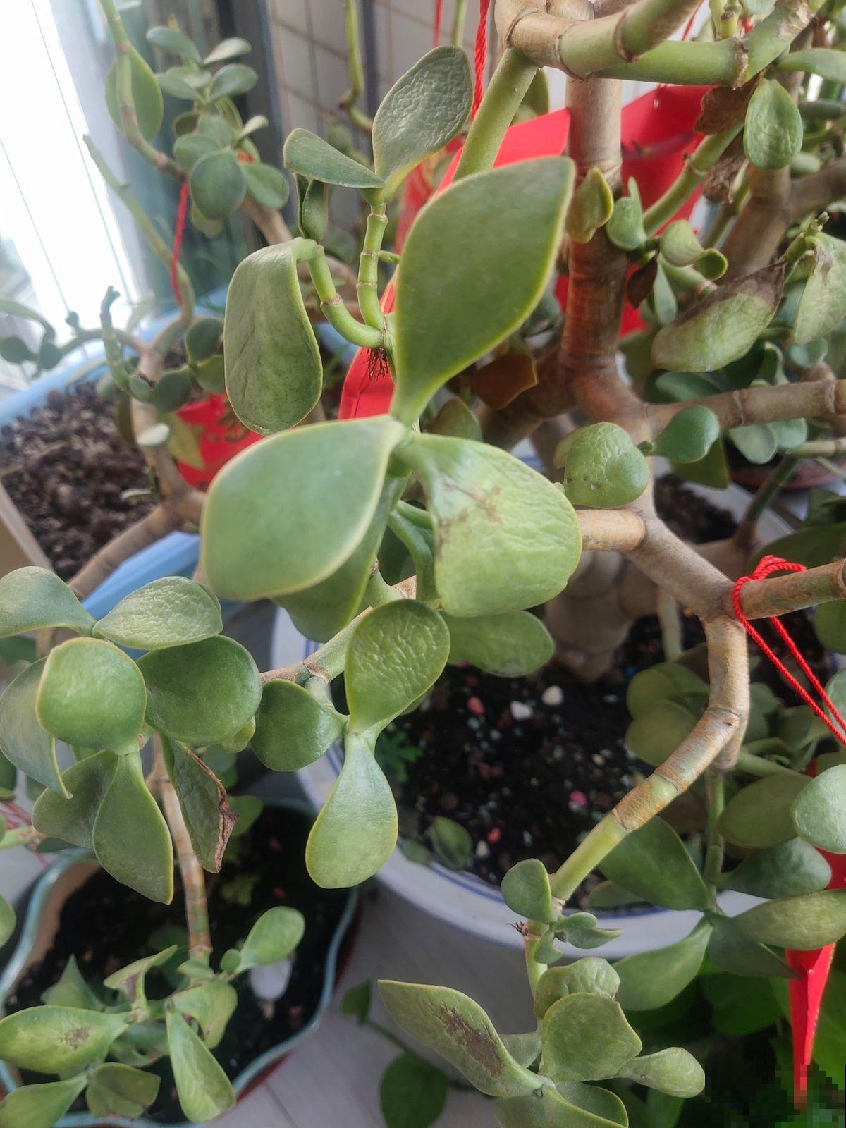 能活上百年的7种植物,长寿又吉利,能养成“传家宝” 能活上百年的7种植物,长寿又吉利,能养成“传家宝”