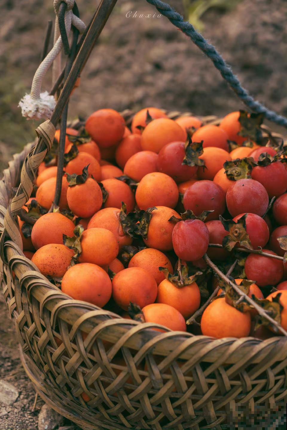 门前种三树,家旺富三世,3种“旺宅”树,养起来有“好兆头” 门前种三树,家旺富三世,3种“旺宅”树,养起来有“好兆头”