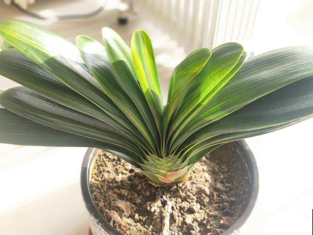 不负责任的养花歪招，专坑小白，你中招了吗