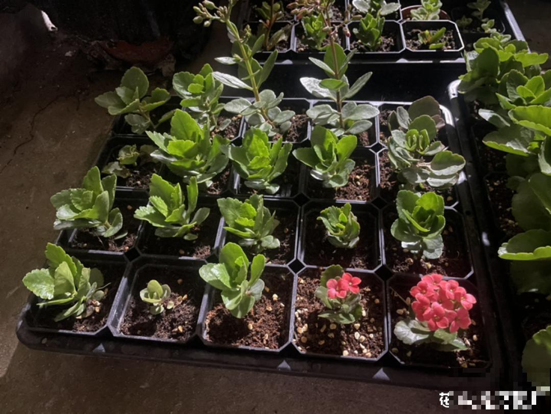 现在扦插8种花，生根快长得旺，冬春季节就开花