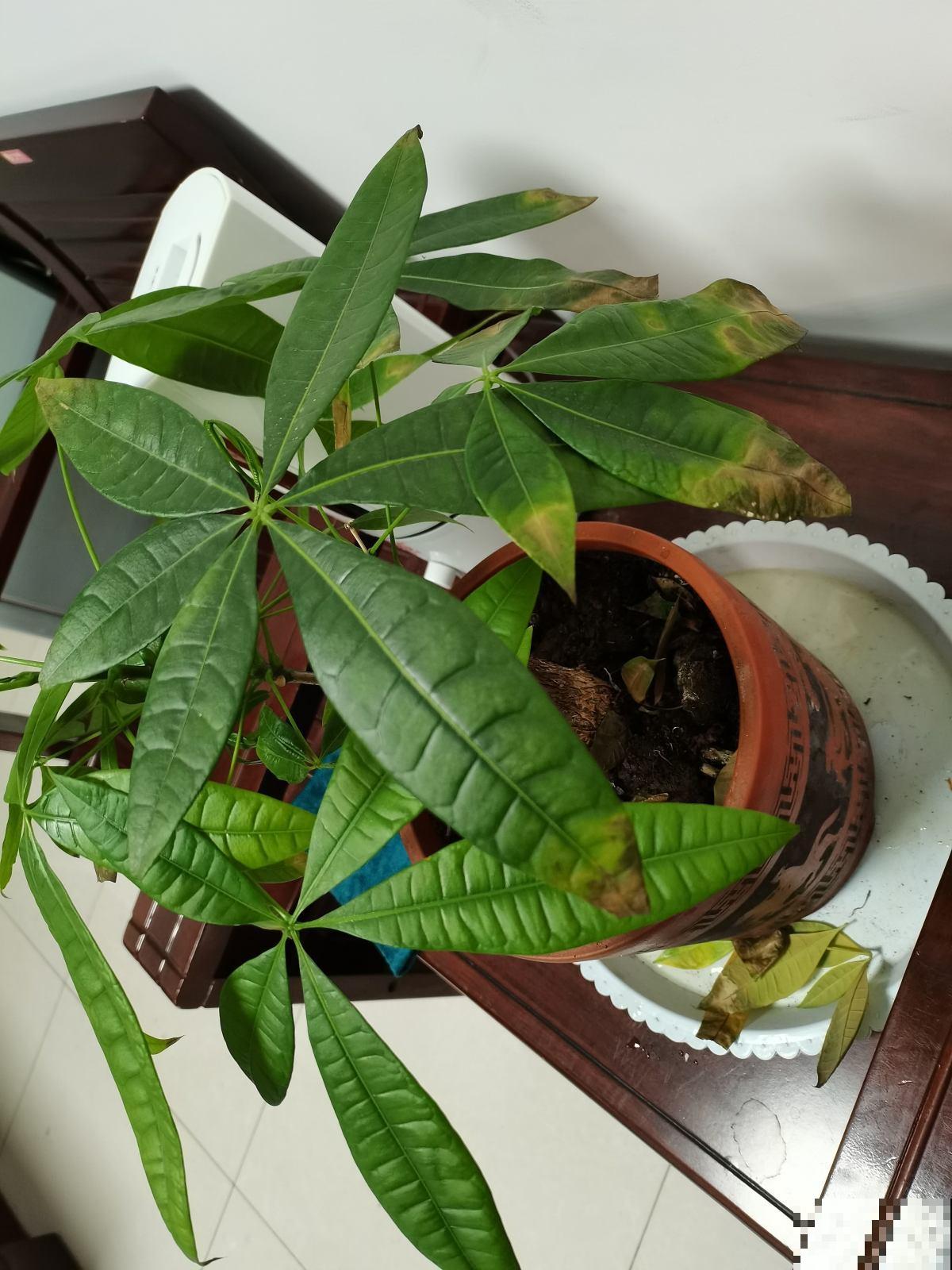 冷空气来袭，5种怕冻伤的花卉，要特别注意保暖