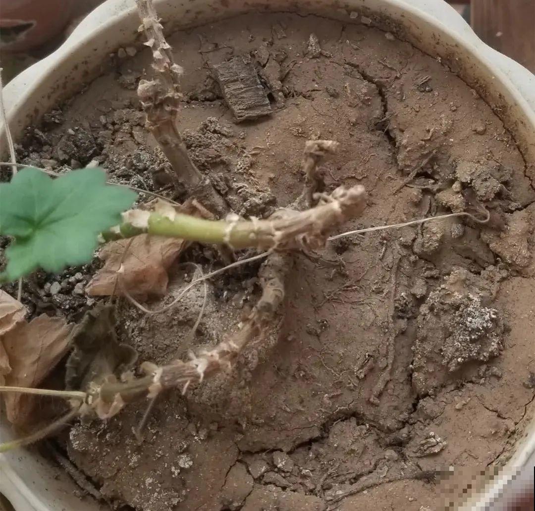 买茶花也要注意“坑”，注意5要点，叶子挺立有精神