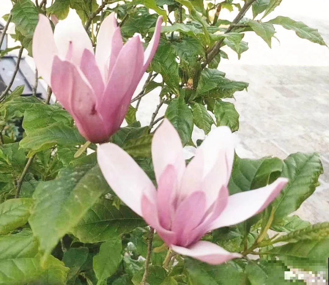 家门口种棵“吉祥花”，满树都开花，还有“镇宅”好兆头