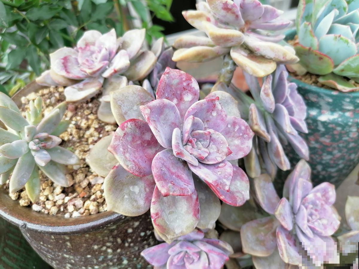 家里养的“肉墩子”,掐个叶子就能活,1盆能变10多盆 家里养的“肉墩子”,掐个叶子就能活,1盆能变10多盆