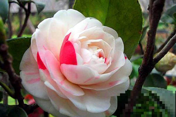 冬天的院子也能种5种花，耐寒又美丽