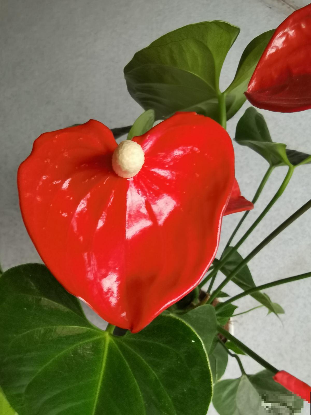 男人和女人喜欢的花，不敢说一模一样，只能说毫无关系