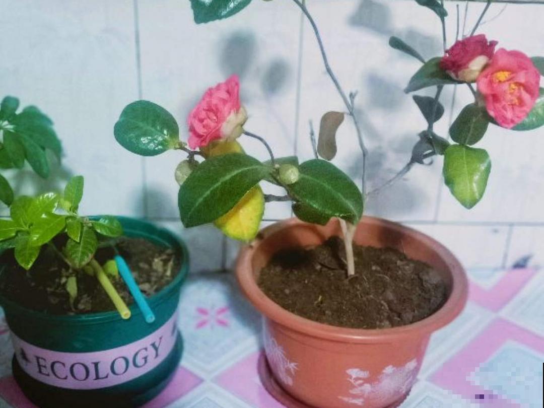 冬天常见的茶花，6个“毛病”经常犯，真难养