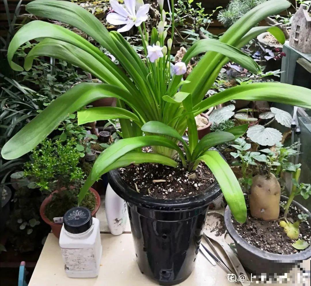 不良商贩真缺德，高价卖假货，不少人都上当