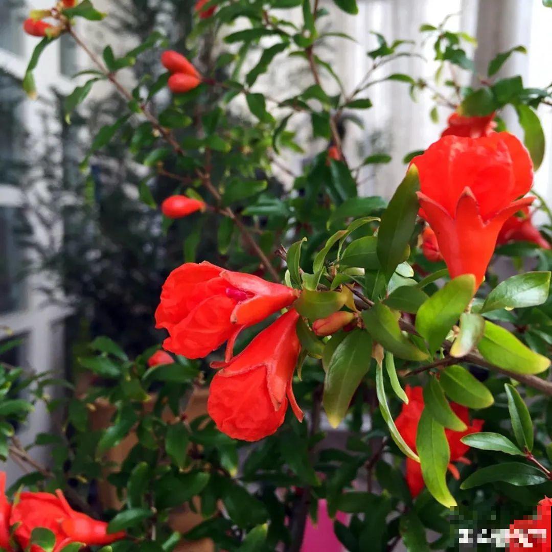 家里养盆“招财花”，一年四季开红花结红果，“招财旺运”又红火
