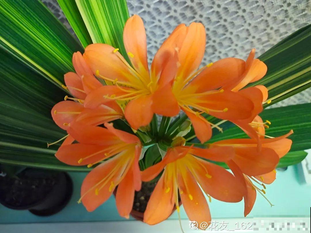 6种花好养活，超适合新手，养护看这篇就够了