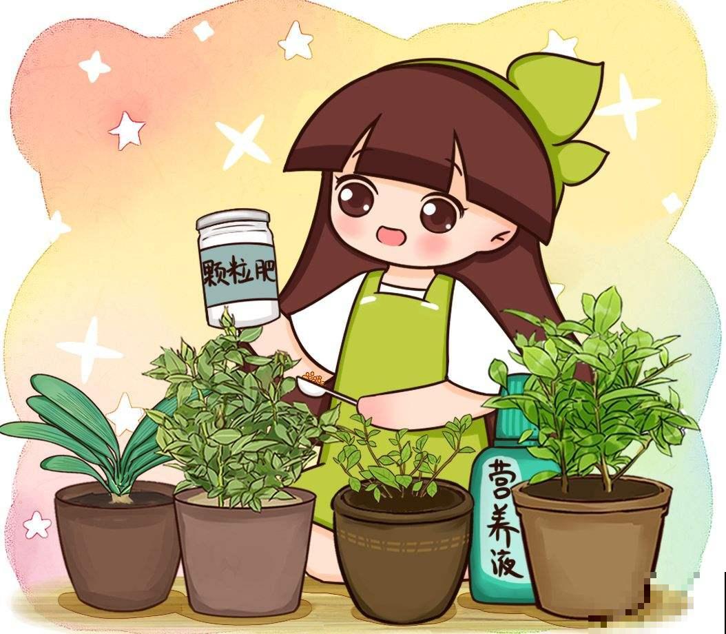 “吉祥花”红玉藤,开花红红火火,还有旺财旺运好兆头 “吉祥花”红玉藤,开花红红火火,还有旺财旺运好兆头