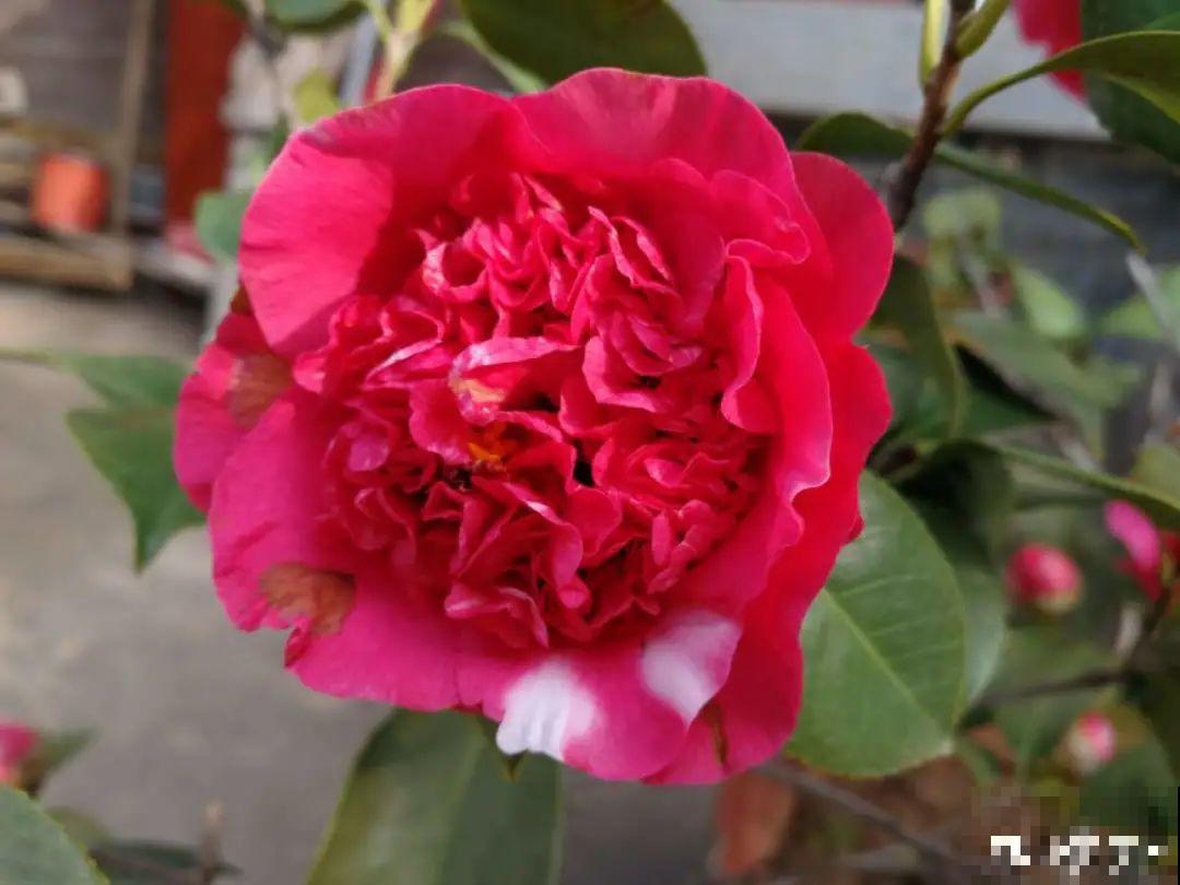 20种花，现在养正是开花好时候，再晚就过季了