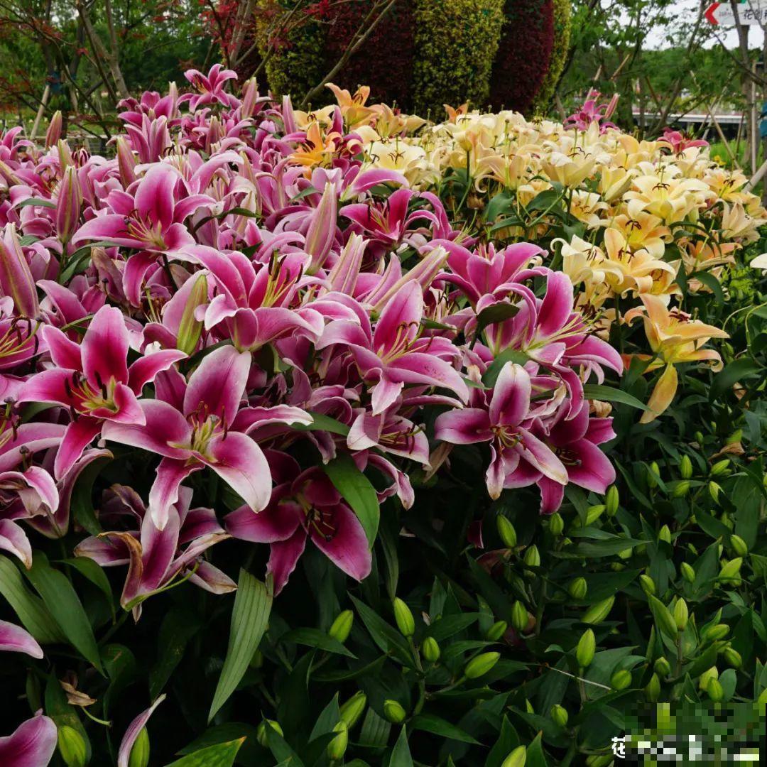 7种花冬天会假死，叶子掉光不要扔，明年还能大爆花！