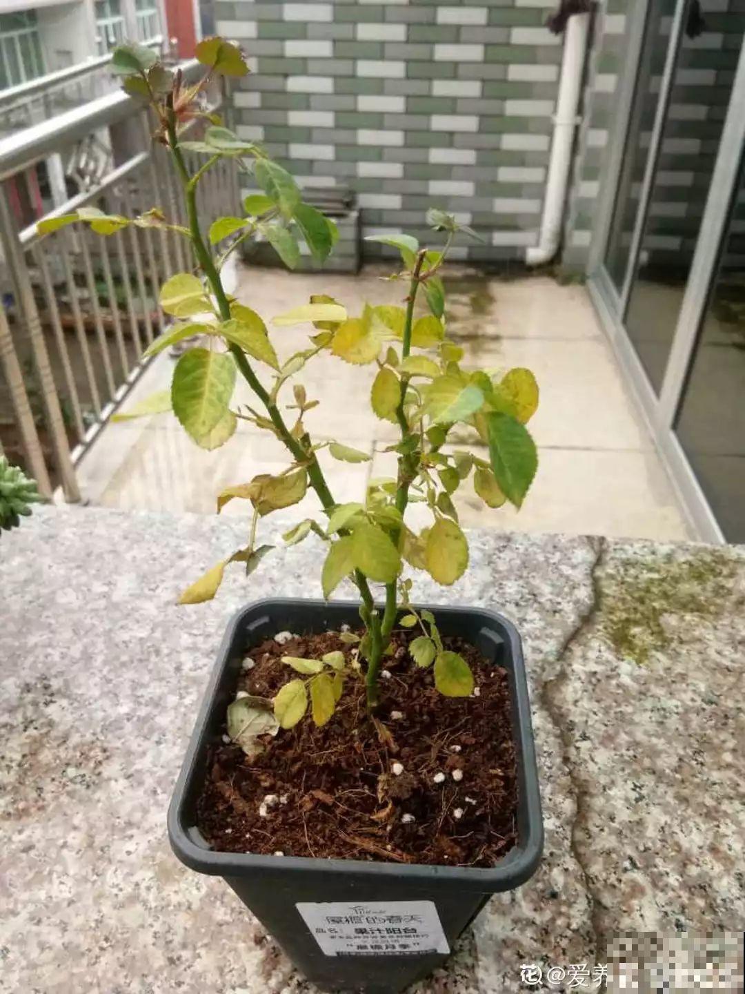 7种花冬天会假死，叶子掉光不要扔，明年还能大爆花！