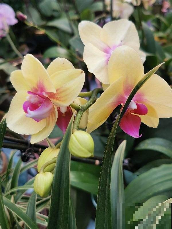 1种花满盆开出“小蝴蝶”，招财进宝寓意好，一年四季都开花