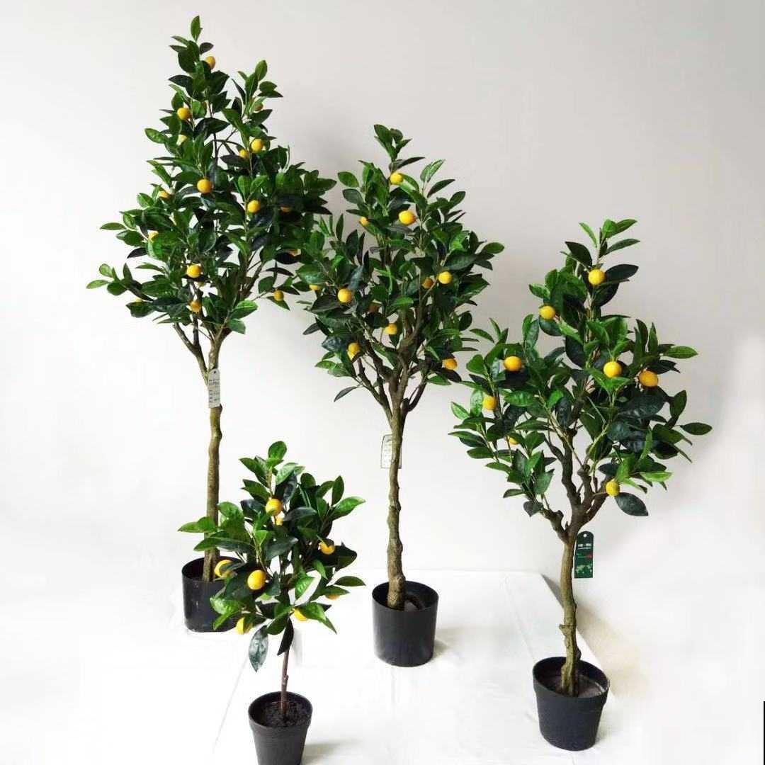 5种大型植物，养护简单不挑环境，家里就能养