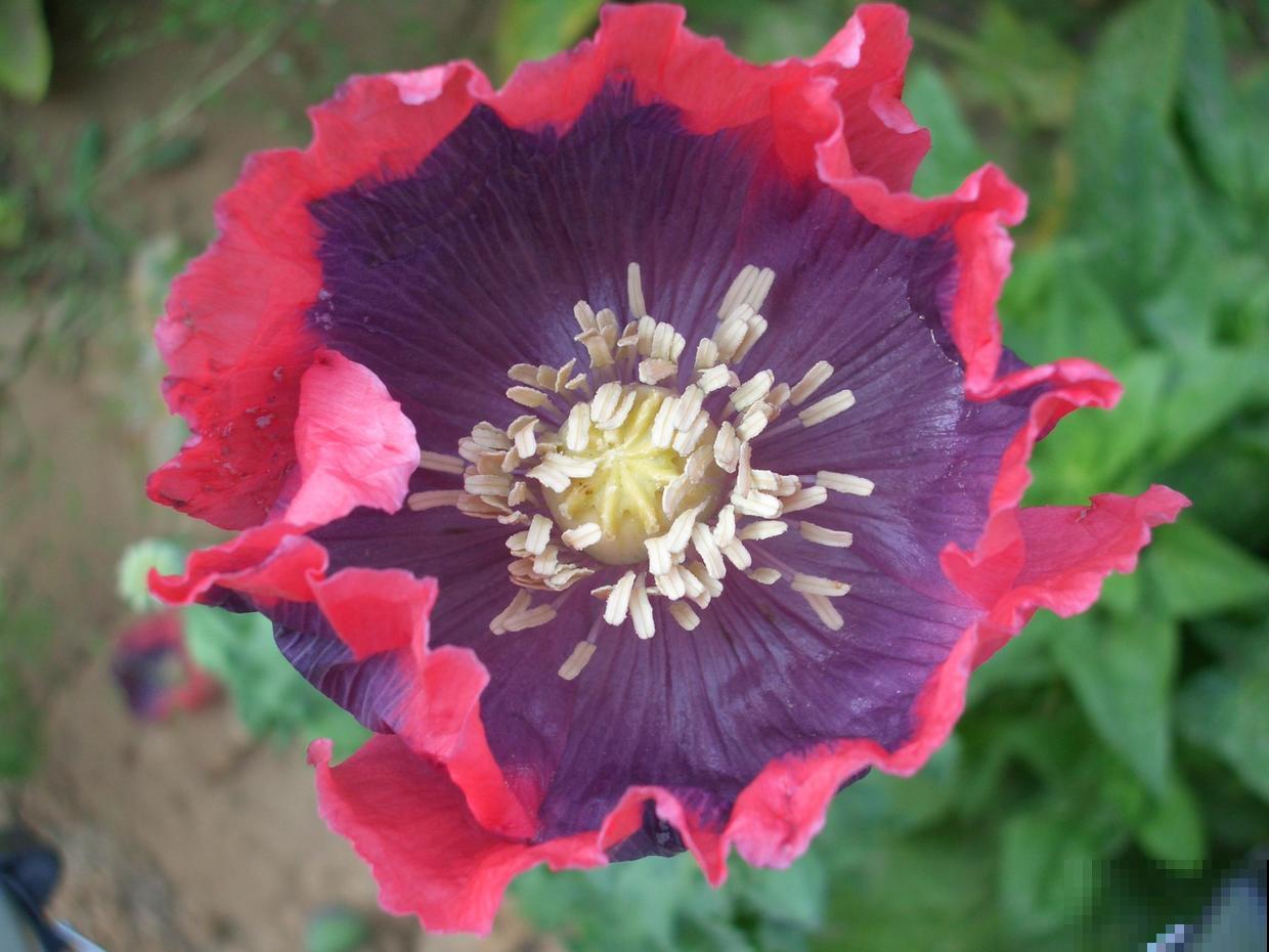 1种花是“毒美人”，千万不能养，1棵就能招来麻烦