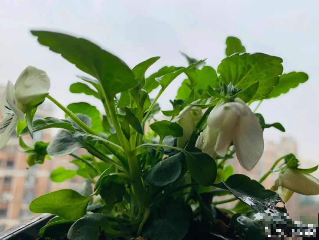 特耐寒的花，冬天照样能爆盆，颜值不输牡丹