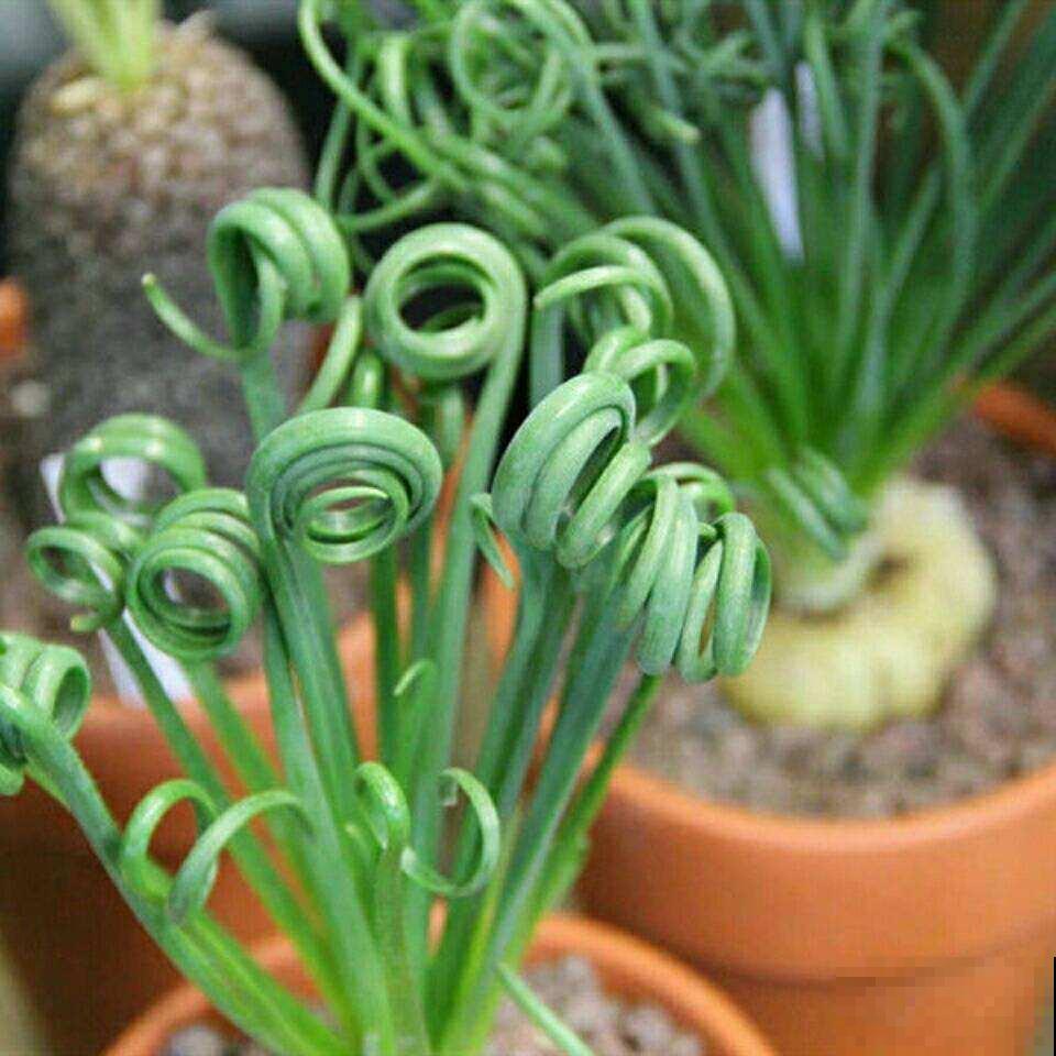 养花以后，我的生活更幸福，感情也迅速升温