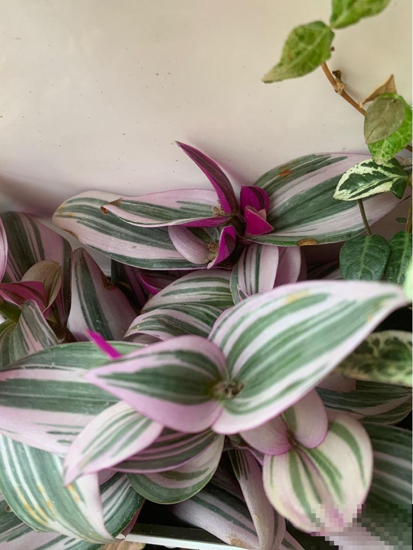 冷空气来袭，5种怕冻伤的花卉，要特别注意保暖