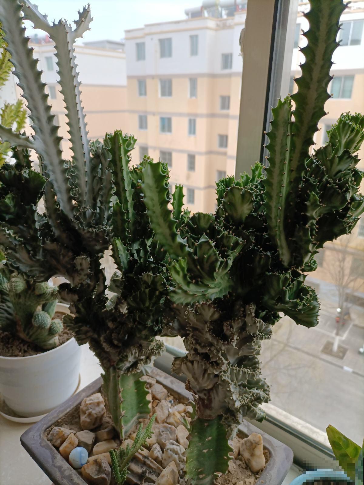 4种植物是“丑八怪”，养在家里安全感十足，有镇宅好兆头