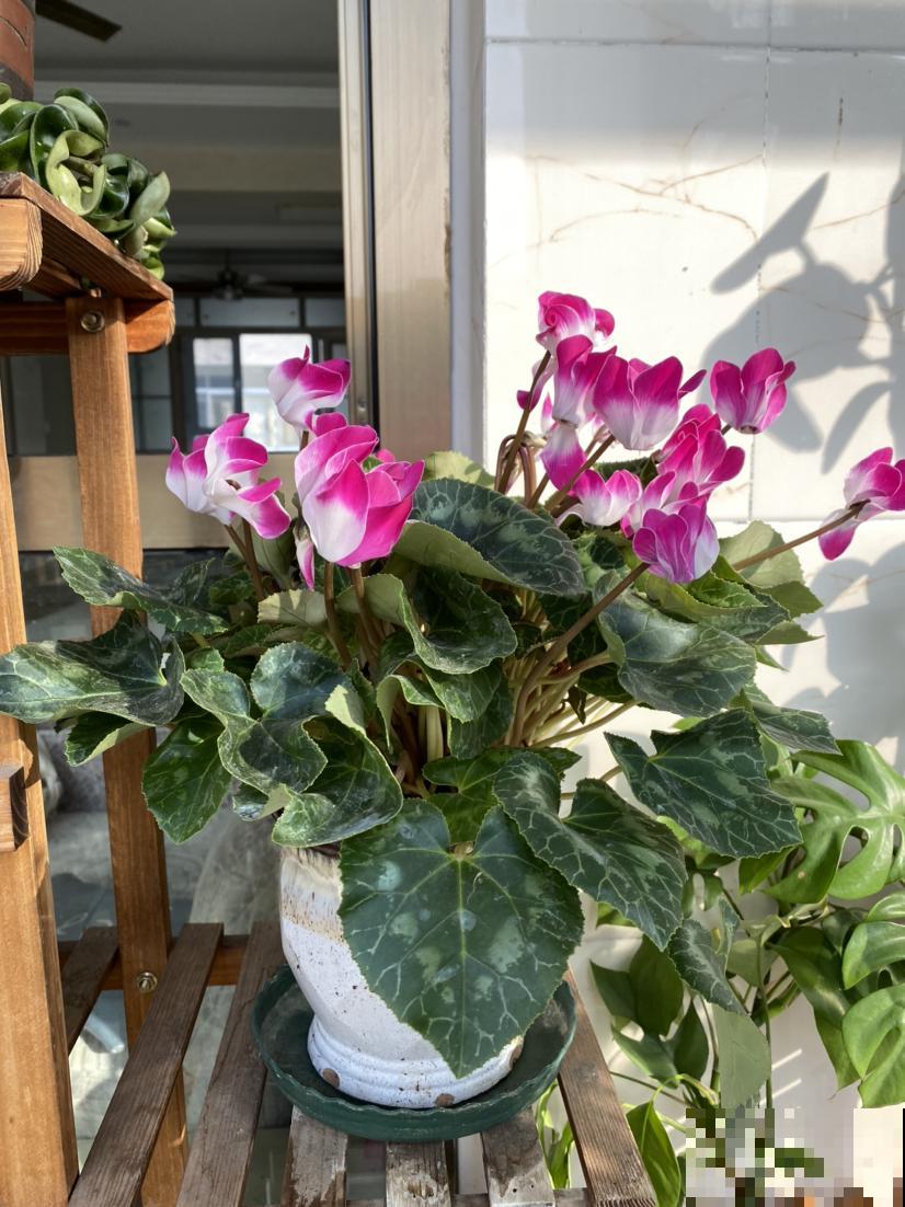 仙客来被誉为“盆花之王”,有寄托美祝愿的寓意,好看又好养 仙客来被誉为“盆花之王”,有寄托美祝愿的寓意,好看又好养