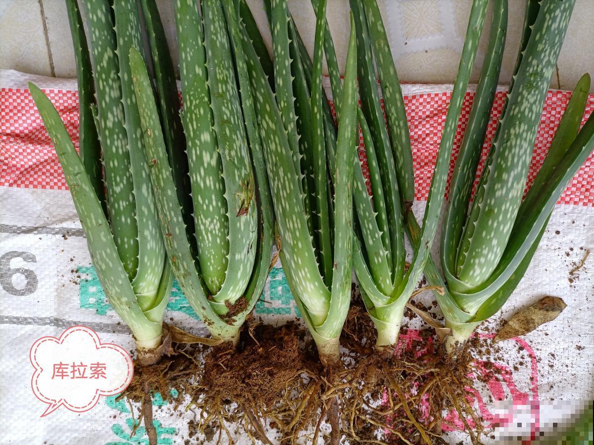 盆栽芦荟如何正确浇水，做好这4点不烂根，叶片肥厚长势旺