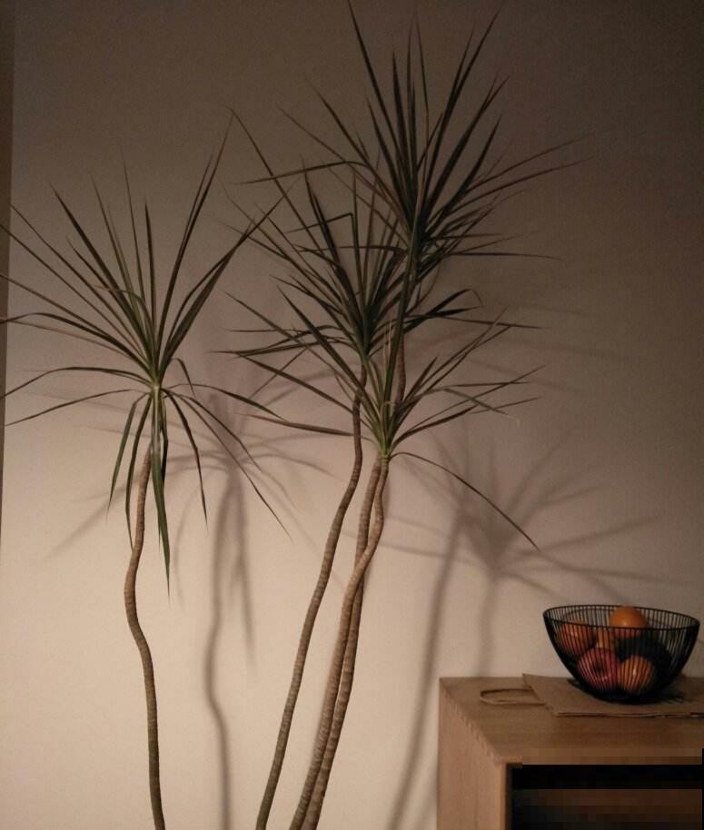 常见20种净化空气的室内植物