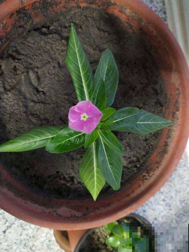 冬天到了，你还在用冷水浇花？难怪养不活