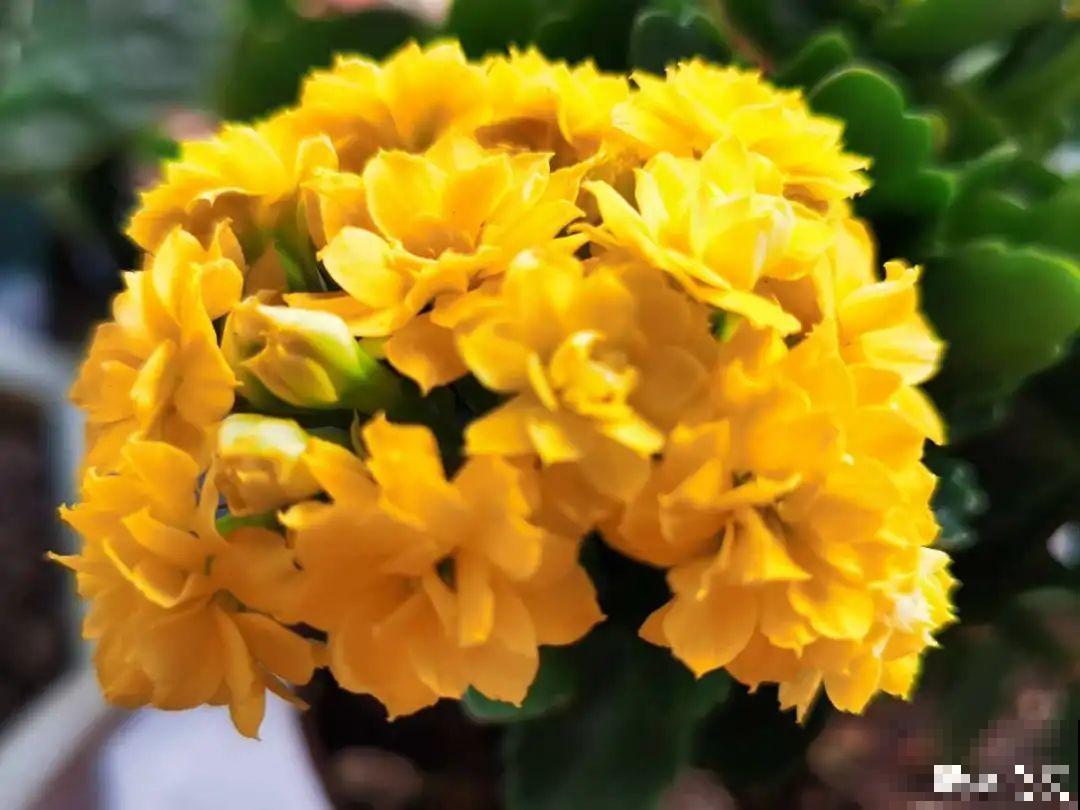 适合秋天养的12种花,耐阴又耐寒,秋冬长得更精神 适合秋天养的12种花,耐阴又耐寒,秋冬长得更精神