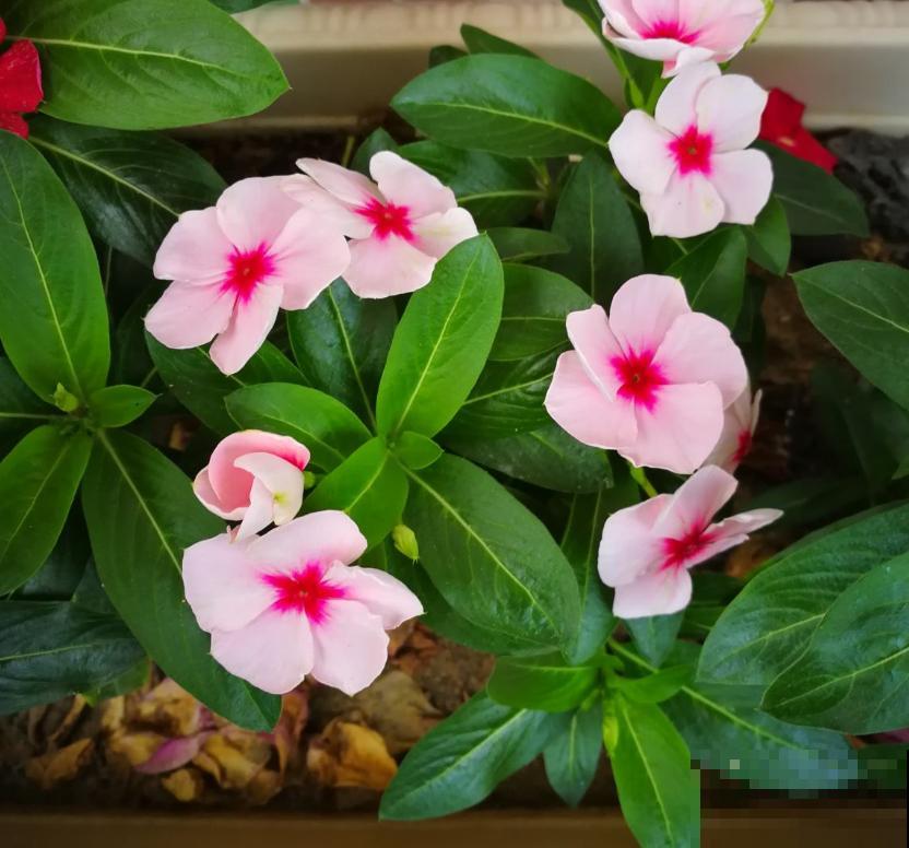 家居必备4种干净花，不招虫易养活，爱干净的人都爱养