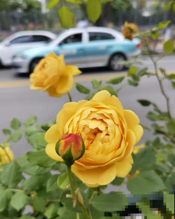 我养过的10种灌木月季，家里阳台就能养好，秒变小花园