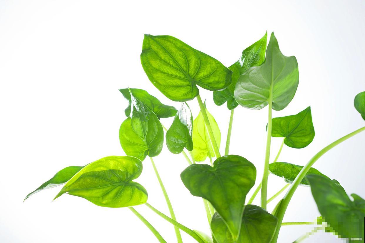 常见20种净化空气的室内植物