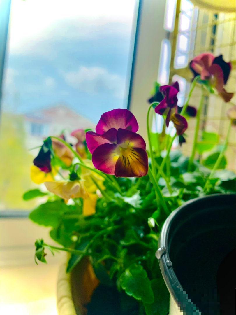 特耐寒的角堇，皮实好养，天冷照样爆盆