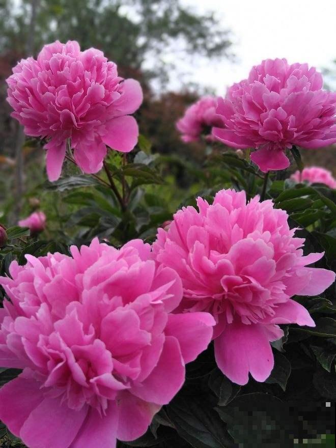 7种“富贵花”比人的寿命还长,养一盆在家里,成为传家宝 7种“富贵花”比人的寿命还长,养一盆在家里,成为传家宝