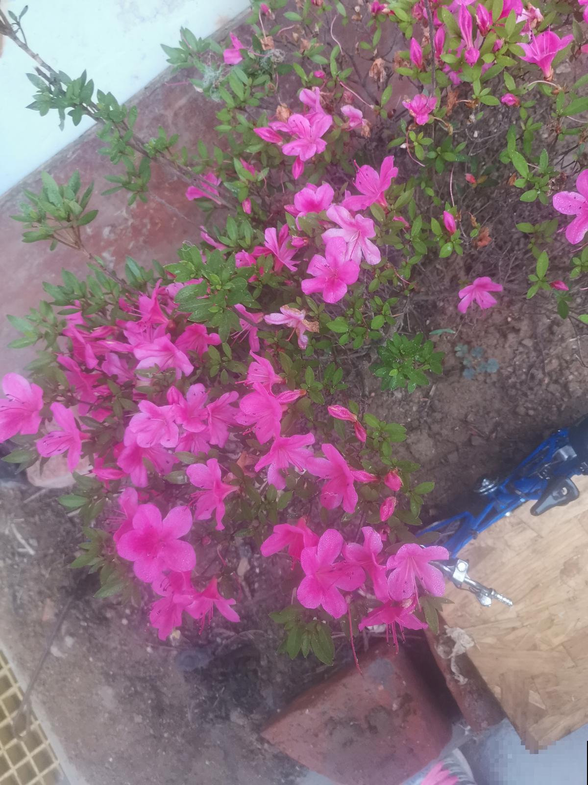 杜鹃花身上有“小机关”,有净化空气的效果,养人养身心 杜鹃花身上有“小机关”,有净化空气的效果,养人养身心