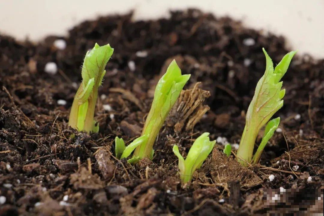 “大丽花门前种，财富到家不是梦”，种点大丽花，喜庆又富贵