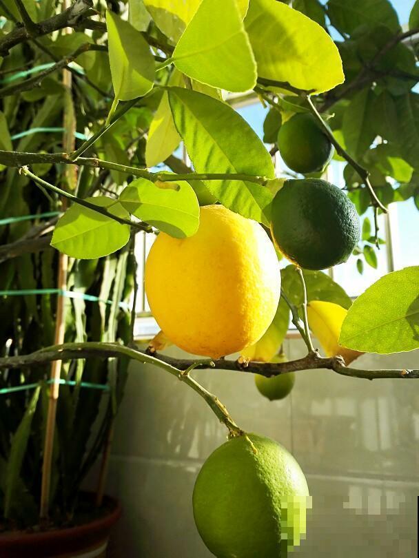 5种大型植物，养护简单不挑环境，家里就能养