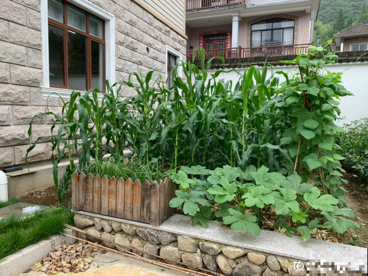 老小区都想装新电梯，我却迟迟不同意，太影响养花