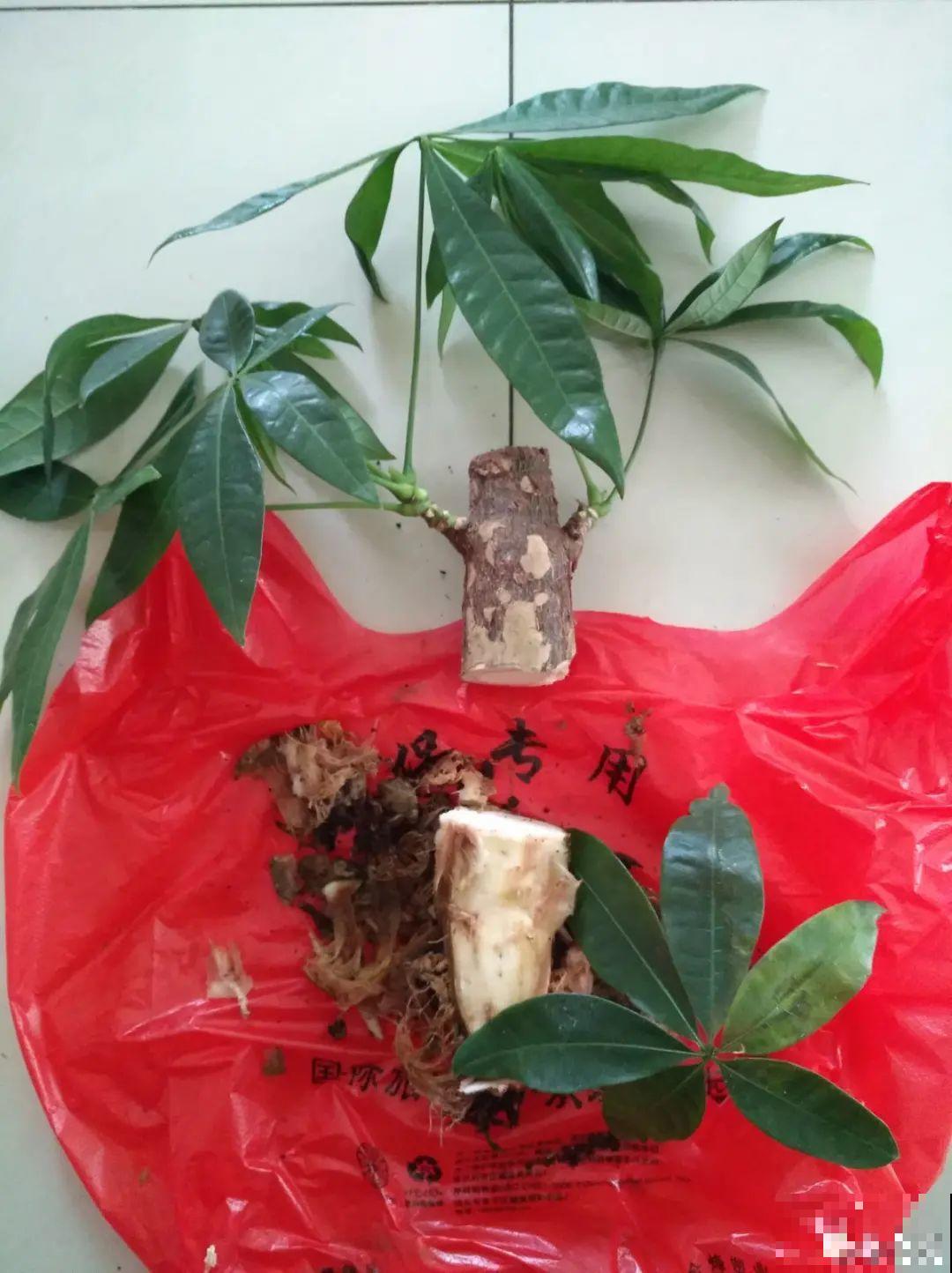 养花大棚倒闭,“贵货花”路边扔了一地,后悔没带个大麻袋 养花大棚倒闭,“贵货花”路边扔了一地,后悔没带个大麻袋