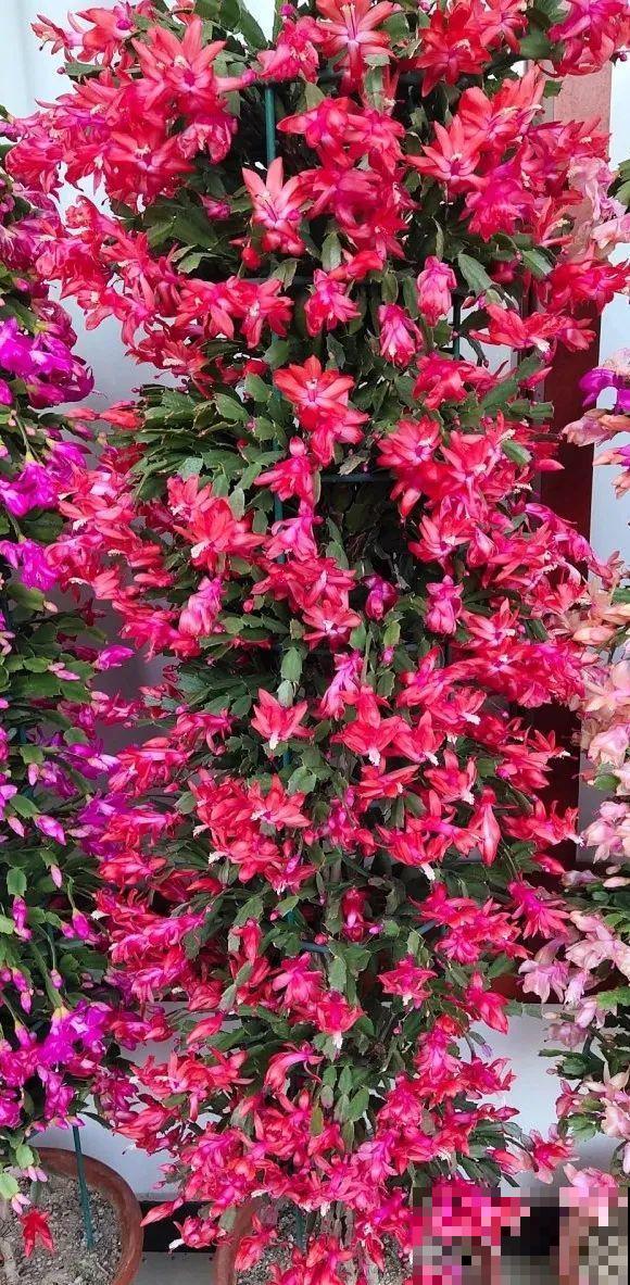 蟹爪兰软趴趴、掉花苞？它有“5怕”，避开后，叶片硬如铁！