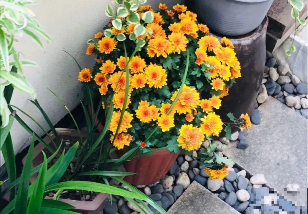 秋天种16种花，冬天就能开爆盆，满盆都是花